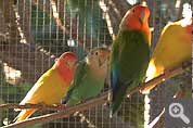 Our parrots